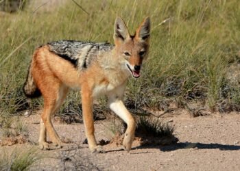 स्यालले टोक्दा चार जना गम्भीर घाइते
