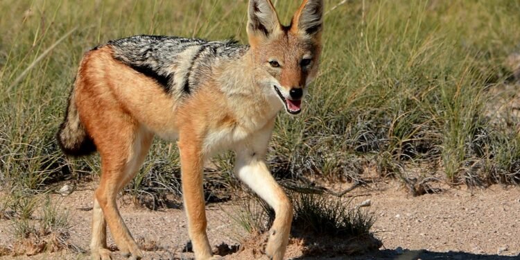 स्यालले टोक्दा चार जना गम्भीर घाइते