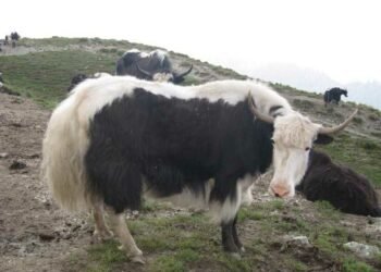 बीमा र अनुदानले चौंरीपालक किसान उत्साहित