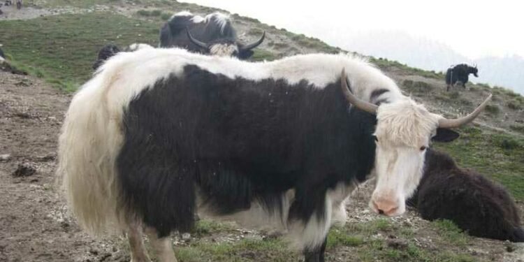 बीमा र अनुदानले चौंरीपालक किसान उत्साहित