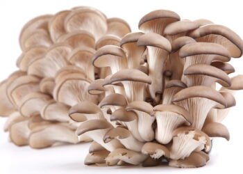 दाङमा च्याउ खाँदा एकै घरका ५ जना बिरामी