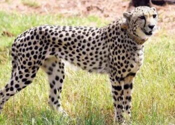 भारतिय प्रधनमन्त्री मोदीको जन्मदिनमा ८ चितुवालाई निकुञ्जमा छाडियो