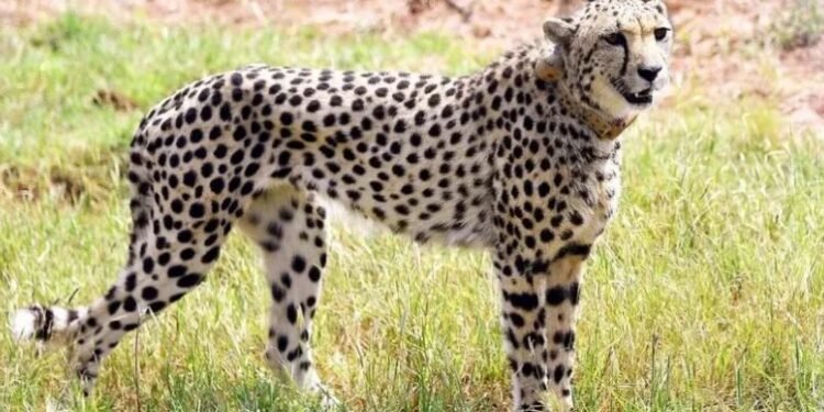 भारतिय प्रधनमन्त्री मोदीको जन्मदिनमा ८ चितुवालाई निकुञ्जमा छाडियो