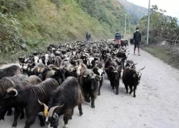 मुस्ताङबाट १२ हजार भेडा तथा च्याङ्ग्रा पोखरा ल्याइँदै