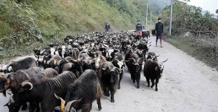 मुस्ताङबाट १२ हजार भेडा तथा च्याङ्ग्रा पोखरा ल्याइँदै