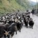 मुस्ताङबाट १२ हजार भेडा तथा च्याङ्ग्रा पोखरा ल्याइँदै