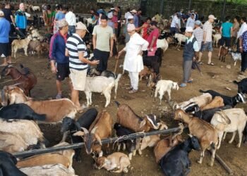दसैँ बजारलक्षित चौपायाका स्वास्थ्य परीक्षण शुरू हुँदै