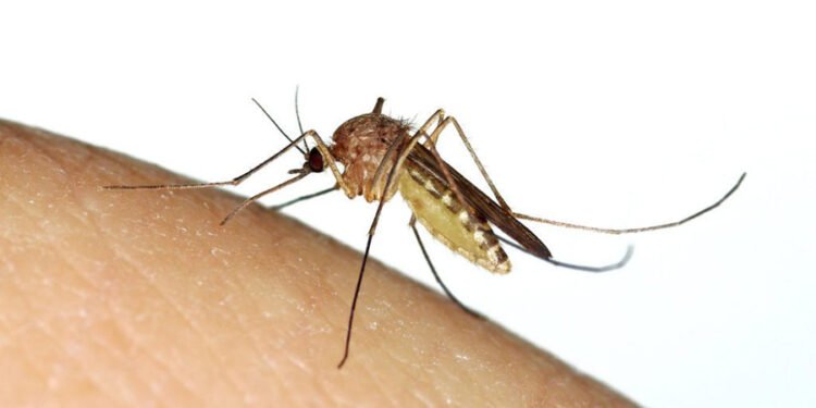 चितवनमा जापानिज इन्सेफ्लाइटिसको महामारी, जनचेतना जगाउन सुरु