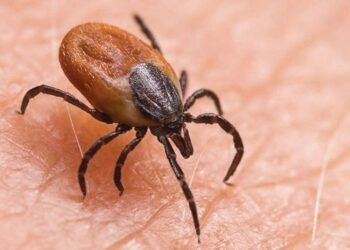 बैतडीमा २८ जनामा स्क्रबटाइफस सङ्क्रमण पुष्टि