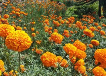 सयपत्री फूलको माग बढ्यो, एउटा मालाको कति ?