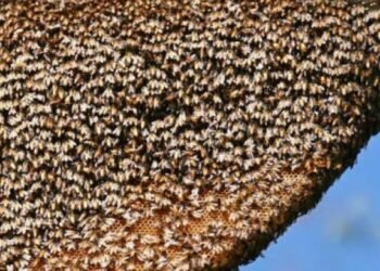 तनहुँमा सिङ्गुसले टोकेर एकको मृत्यु, छ घाइते