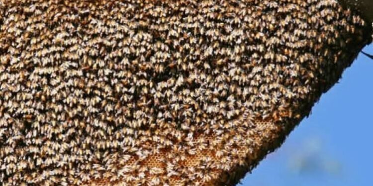 तनहुँमा सिङ्गुसले टोकेर एकको मृत्यु, छ घाइते