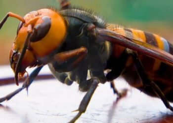 खोटाङमा अरिङ्गालको टोकाइबाट एकको मृत्यु, दुई घाइते