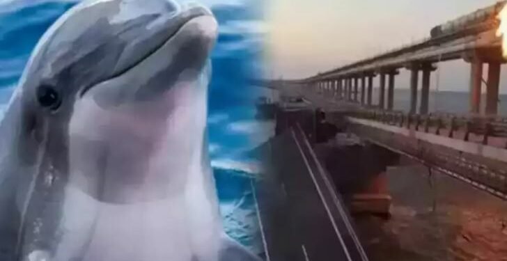 क्रिमियाको पुल आक्रमणपछि के रुसले प्रयोग गर्दैछ खुफिया डल्फिन ?