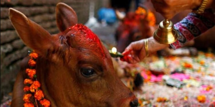 आज यमपञ्चक अन्तर्गत गाई र गोरु पूजा गरिदै