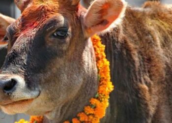 आज गोवर्द्धन, बलि, गोरु र हली पूजा