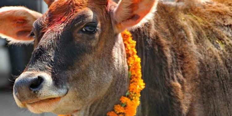 आज गोवर्द्धन, बलि, गोरु र हली पूजा