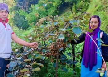 बाँझो बारीमा किवी, वर्षमै लाखौँ आम्दानी