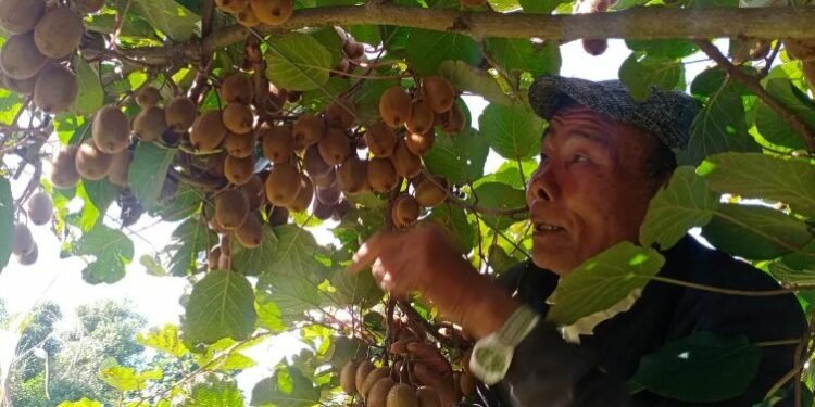 किबी खेतीबाट मनग्य आम्दानी