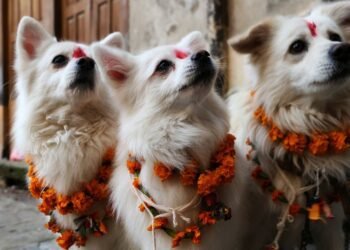 आज कुकुर तिहार