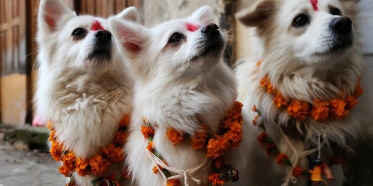 आज कुकुर तिहार