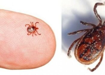 १० महिनामा दुई हजार ४२३ मा स्क्रब टाइफस पुष्टि