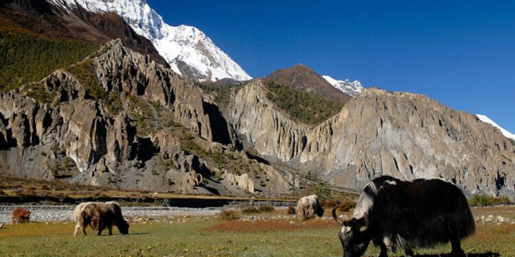 जीवन धान्न नौ महिना चौँरी खर्कको बास