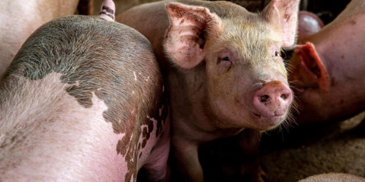 बङ्गुरमा देखियो ‘अफ्रिकन स्वाइन फिभर’ रोग