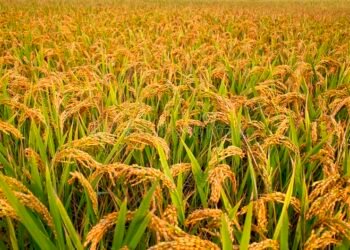 किसानको धान खरीदमा उदासीन सरकार