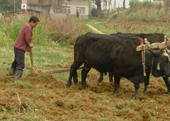 हाते ट्याक्टरले गोरु विस्थापित