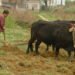 किसानले पाल्नै छोडे गोरु