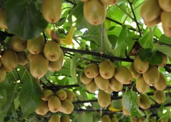 ताप्लेजुङमा उत्पादन भएको किवीले बजार पाएन