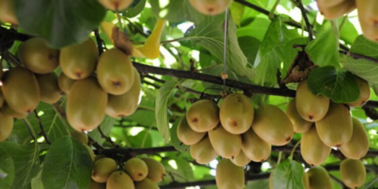 ताप्लेजुङमा उत्पादन भएको किवीले बजार पाएन