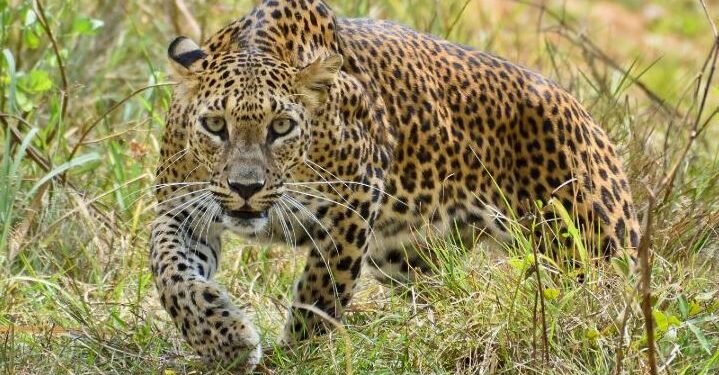 मध्यवर्तीक्षेत्रका बासिन्दालाई सधै वन्यजन्तुकै त्रास