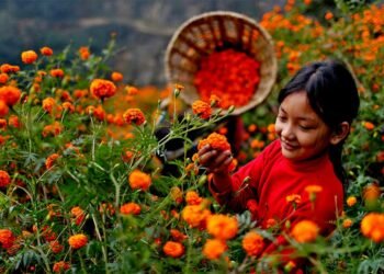 तिहारमा एउटै किसानले बेचे सात लाखको सयपत्री