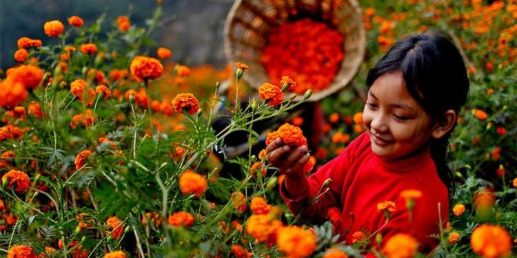 तिहारमा एउटै किसानले बेचे सात लाखको सयपत्री