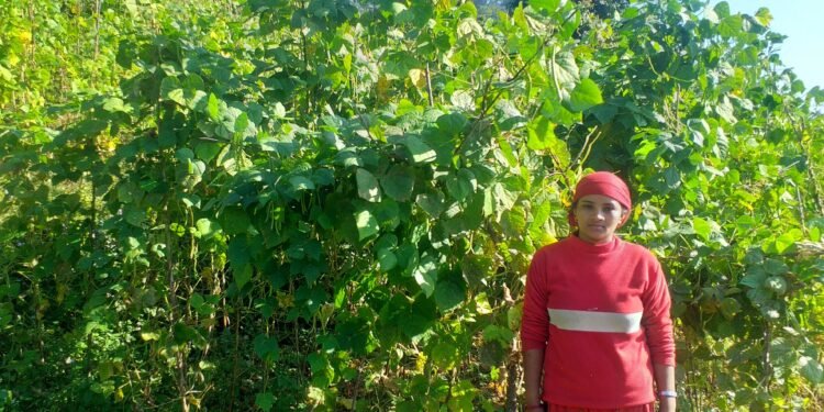 व्यवसायिक तरकारी खेतीमा लम्कदै भुम्दीका किसान