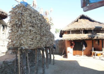 मकैको थाङ्ग्रो राख्ने चलन लोप हुँदै
