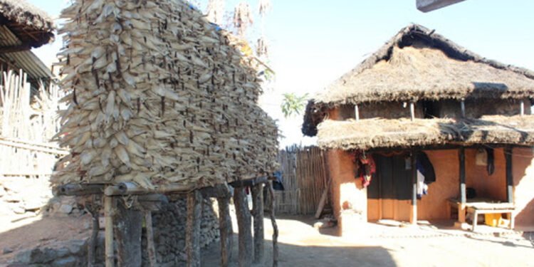 मकैको थाङ्ग्रो राख्ने चलन लोप हुँदै