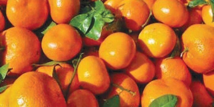 पाँच करोडको सुन्तला उत्पादन