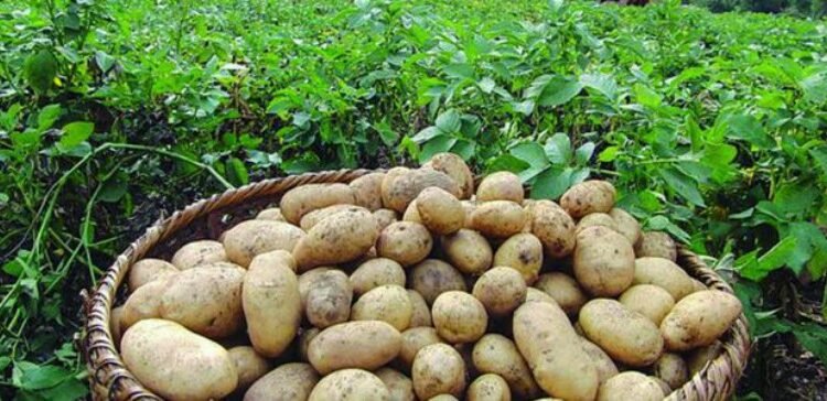 आलु उत्पादन गरेर जीविकोपार्जन गर्दै किसान