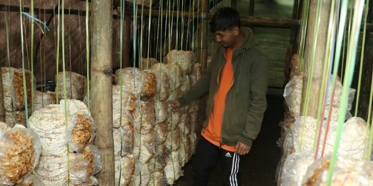 च्याउ खेतीबाट मासिक दुई लाख कमाउँदै निखिल