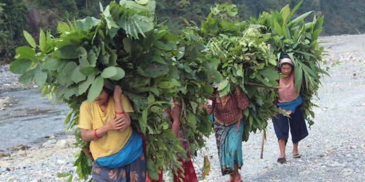 एक भारी घाँसकै लागि आधा दिन