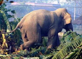 कञ्चनपुरमा जंगली हात्तीको आतंक, अन्नबाली जोगाउन किसानलाई समस्या