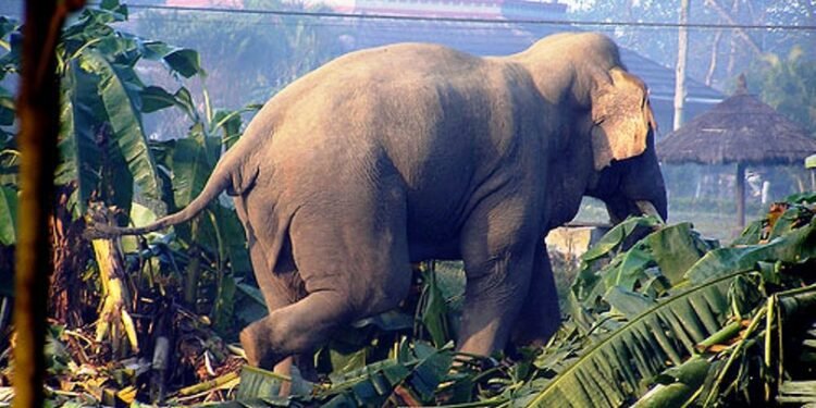 कञ्चनपुरमा जंगली हात्तीको आतंक, अन्नबाली जोगाउन किसानलाई समस्या