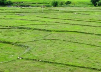 भत्किएको मुहान मर्मत नहुँदा चार सय हेक्टर जमिन बाँझै