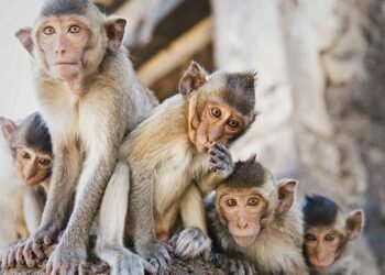 पर्वतका ग्रामीण क्षेत्रमा बाँदर आतंक बढ्दै