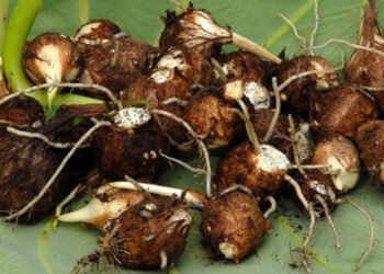 अदुवाभन्दा पिँडालु महँगो