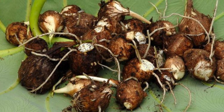 अदुवाभन्दा पिँडालु महँगो