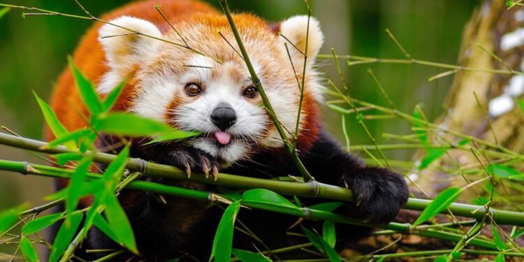 चोरी सिकारीका कारण रेडपाण्डा जोगाउन समस्या